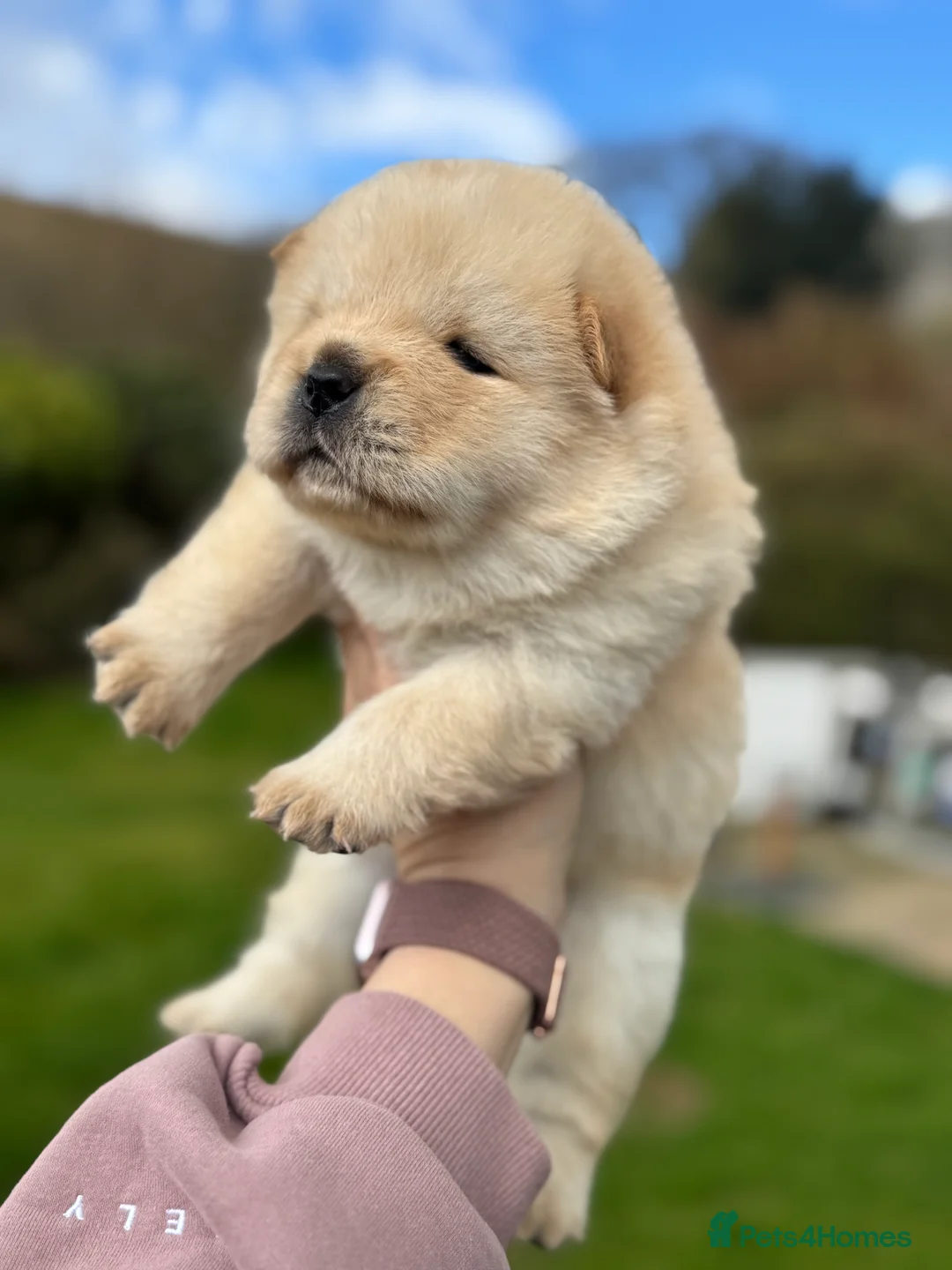 Chow Chow dogs for sale: KC chow chow puppies  - Advert 23