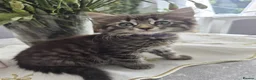 Siberian cats for sale: 4 hypoallergenic Siberian kittens  - Advert 14