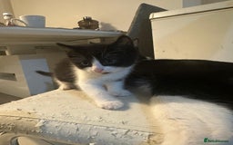 British Shorthair cats for sale: British Shorthair x Striped Tabby Kittens –2 Males - Image 17