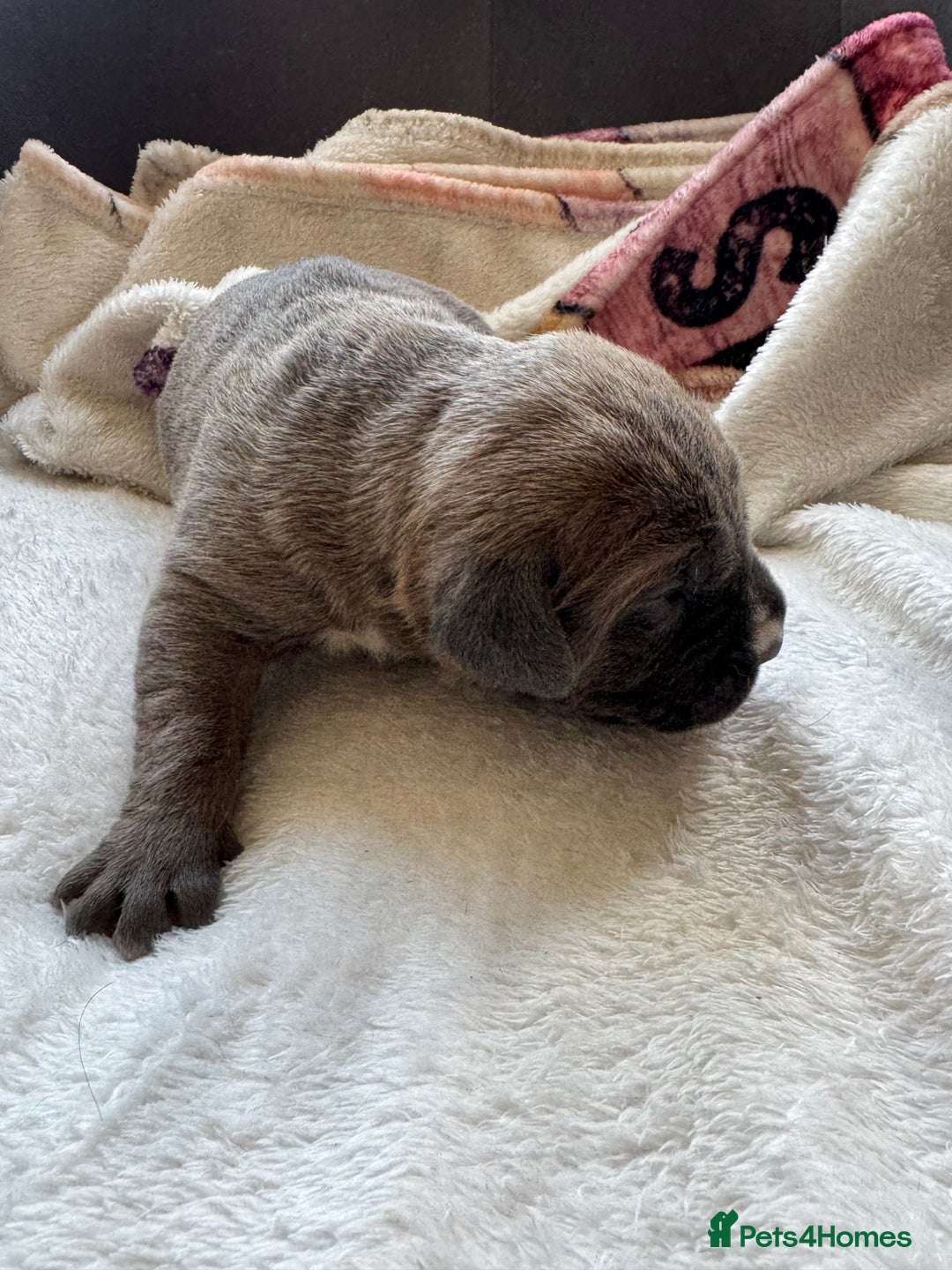 Cane Corso dogs for sale: 6 beautiful cane Corso puppies  - Advert 22