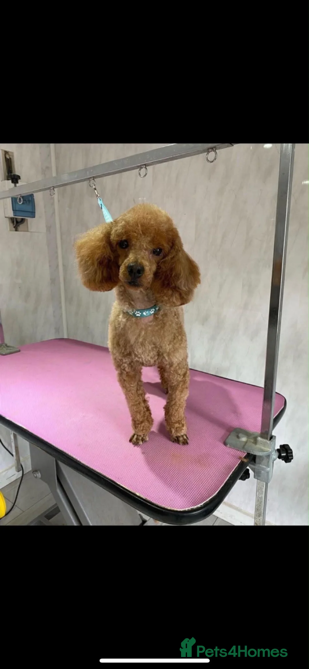 Jackapoo dogs for sale: F1 jackapoo puppies in Chertsey - Advert 20