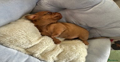 Mixed Breed dogs - Advert 4