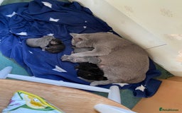British Shorthair cats for sale: British shorthair kittens available 5 girls left  - Image 11
