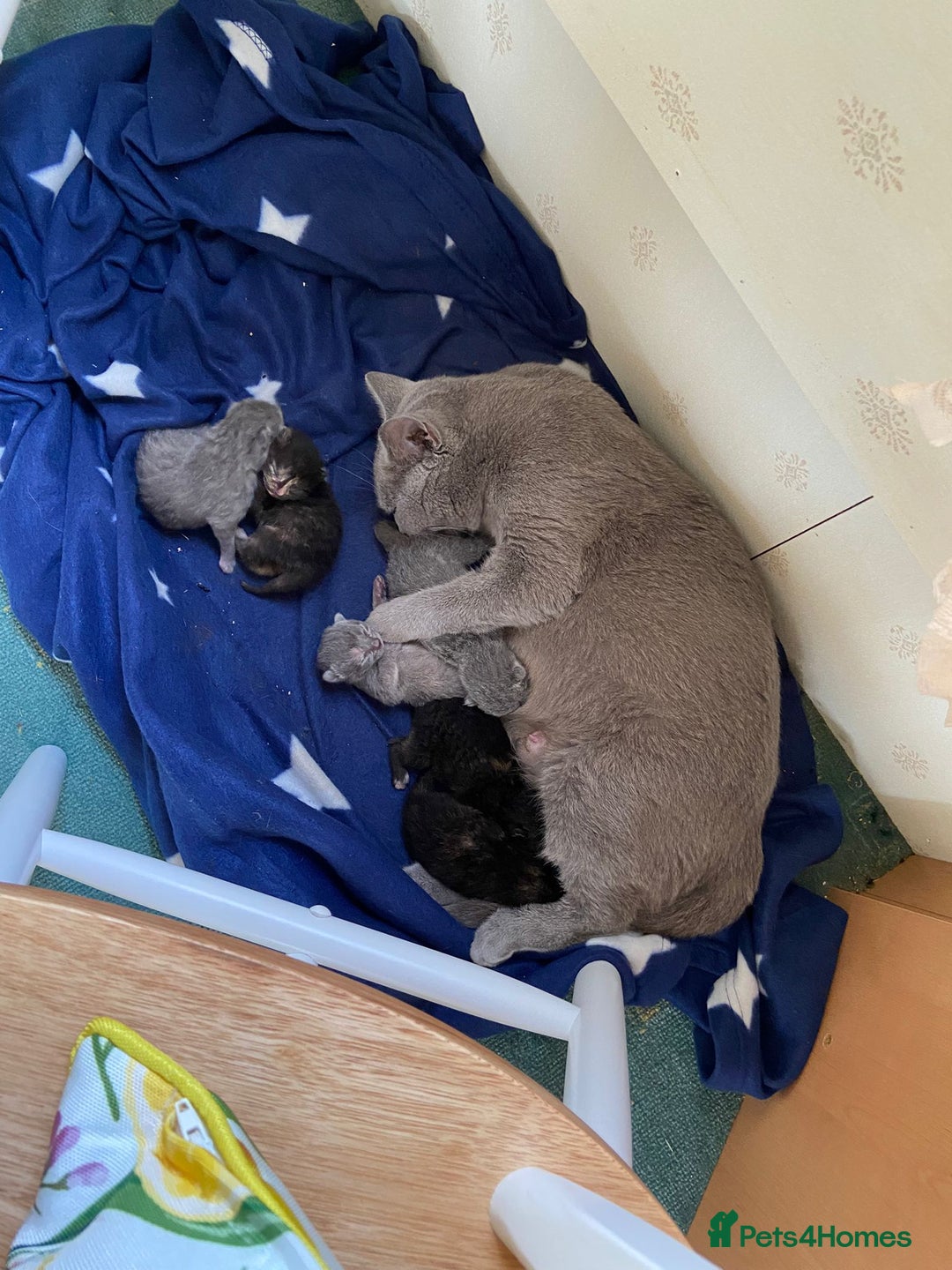 British Shorthair cats for sale: British shorthair kittens available 5 girls left  - Image 11