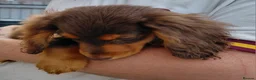 Miniature Dachshund dogs for sale: ✨️Beautiful Longhaired Minis✨️Lovely Temperments✨️ - Advert 13