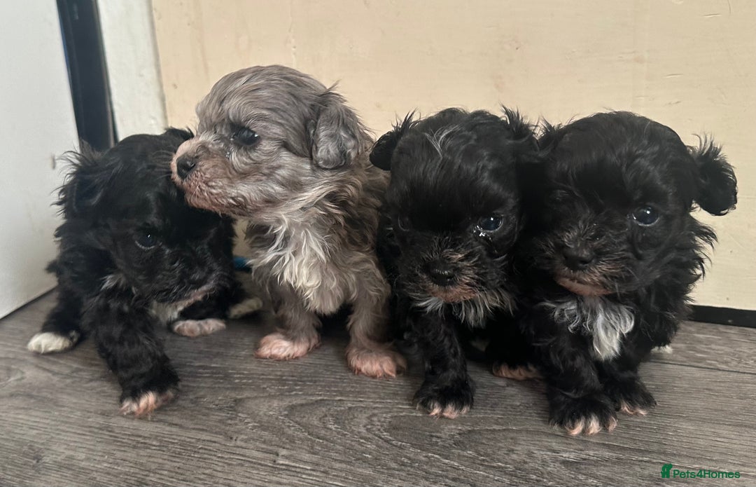 Maltipoo dogs for sale: F1 Toy Maltipoos - Advert 15