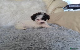 Toy Poodle dogs for sale: READY NOW 2  BROWN & WHITE Rare Toy Parti Poodles - Image 1