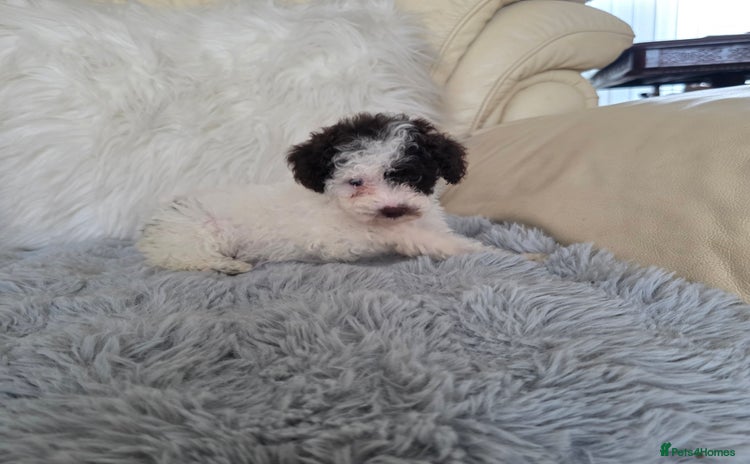 Toy Poodle dogs - Advert 1