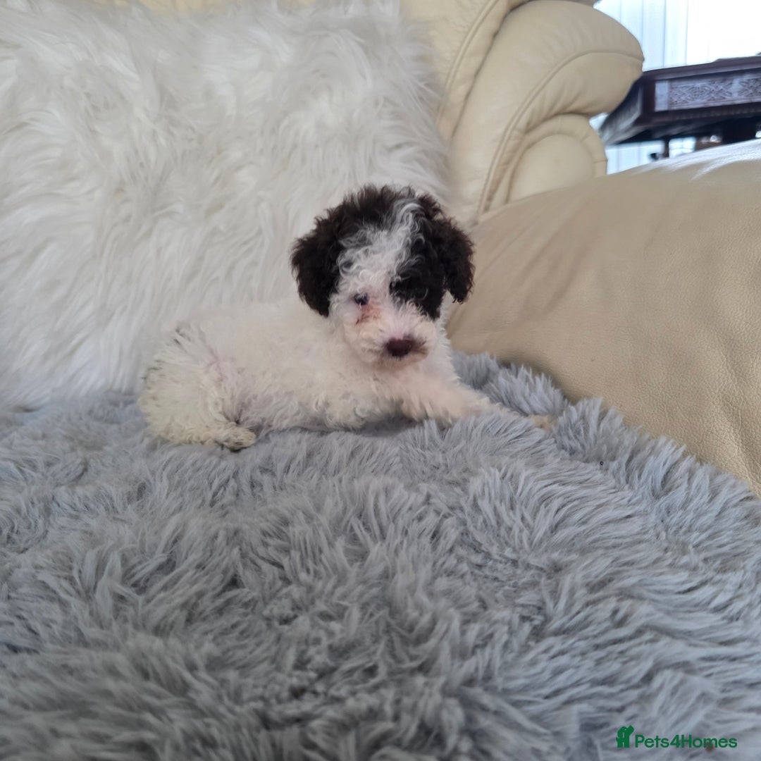 Toy Poodle dogs for sale: READY NOW 2  BROWN & WHITE Rare Toy Parti Poodles - Image 1