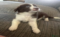 Border Collie dogs for sale: Border collie pup all white girl. - Image 7