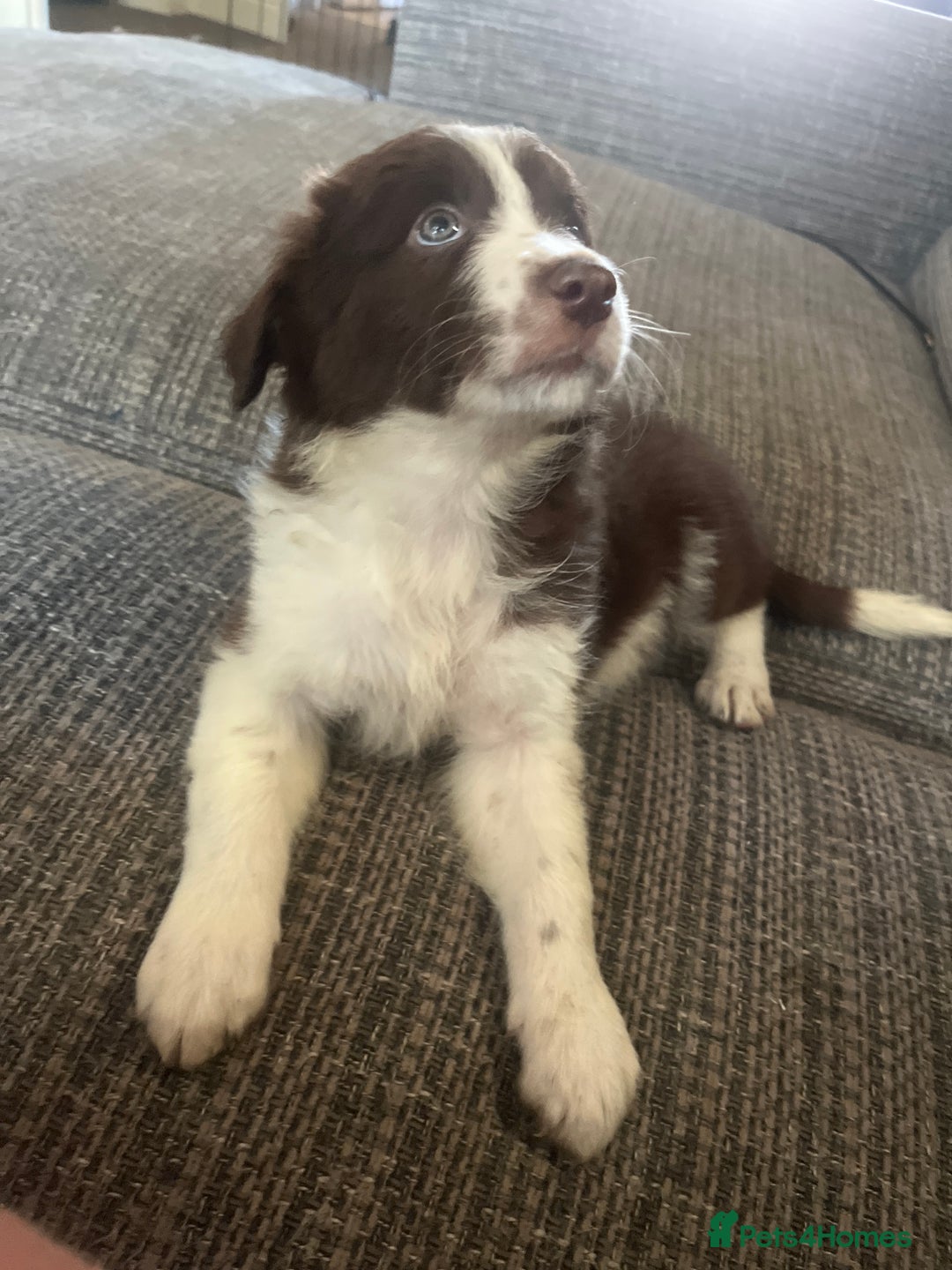 Border Collie dogs for sale: Border collie pup all white girl. - Image 7