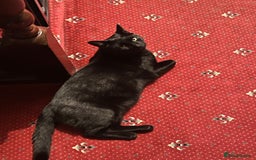 Domestic Shorthair cats for sale: Looking for a new home for our 2 wonderful cats. - Image 6