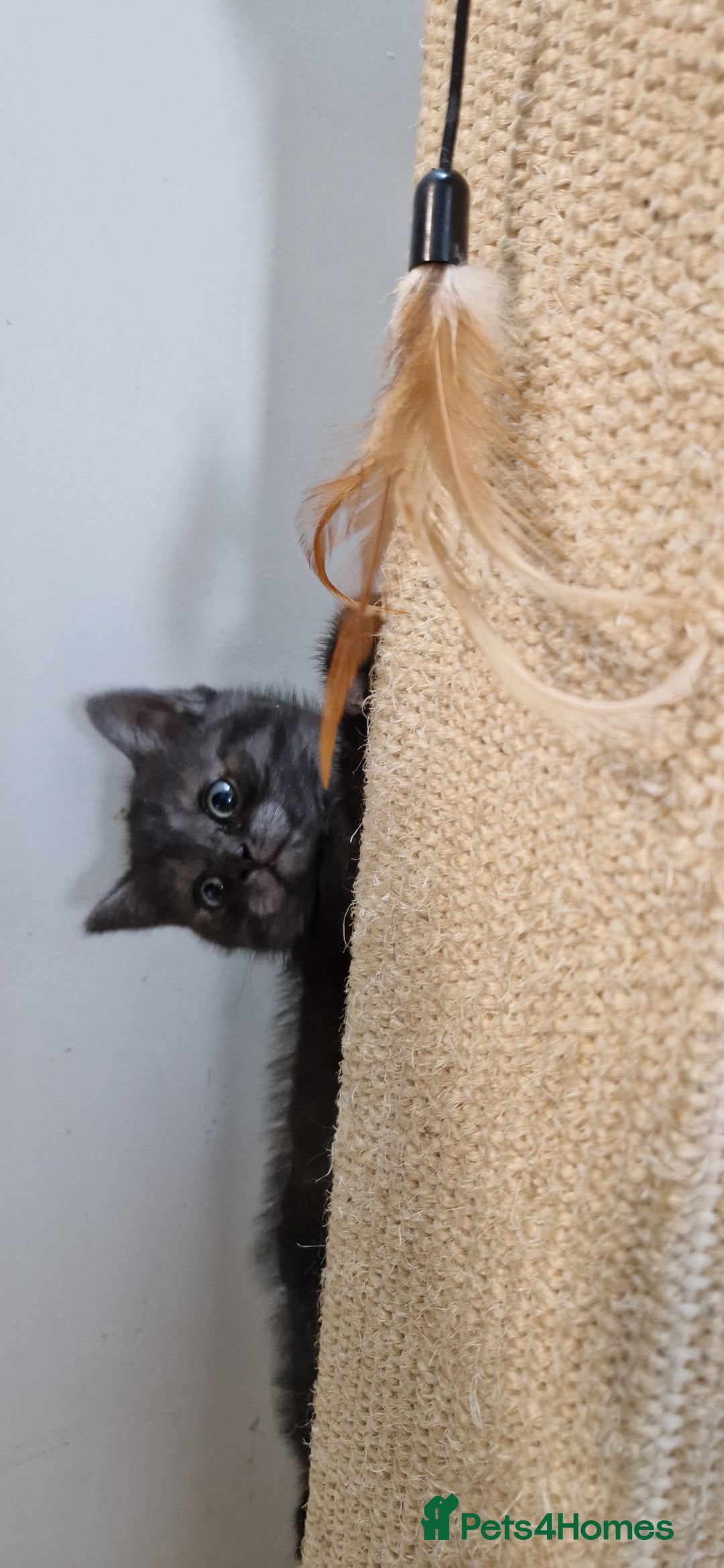British Shorthair cats for sale: 4 British Shorthair  - Image 5