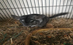 Chinchilla rodents for sale: Chinchilla pair and full set up - Image 5