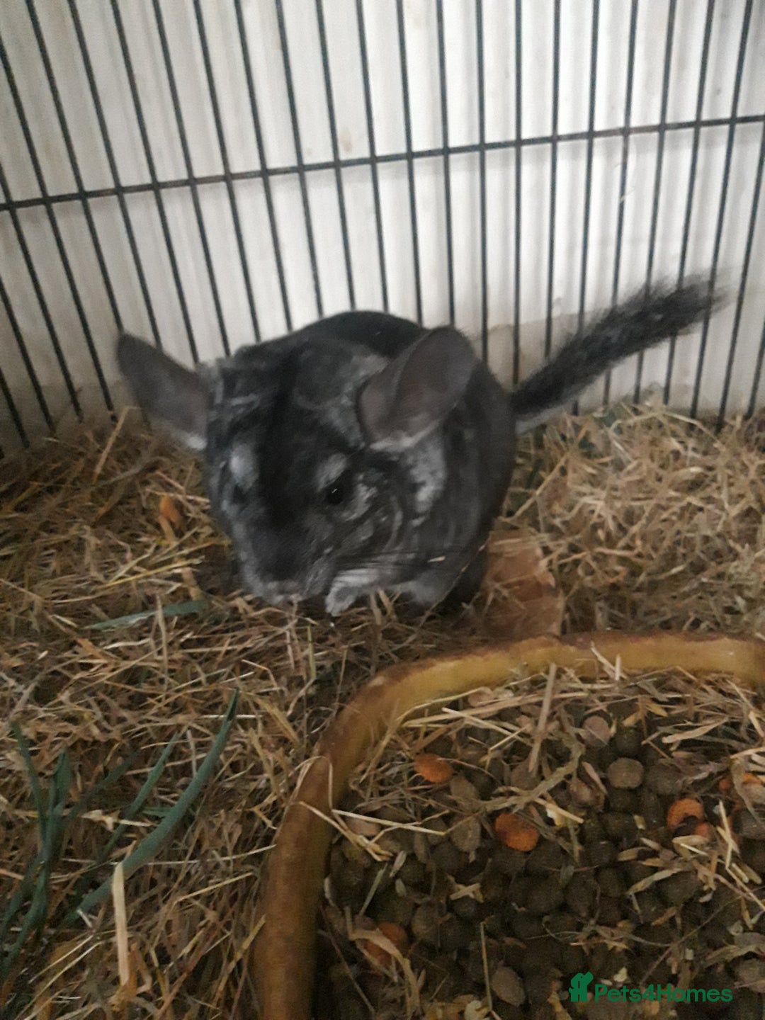 Chinchilla rodents for sale: Chinchilla pair and full set up - Image 5