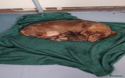 Dachshund dogs for sale: 4 lovely little sausage dogs  - Image 1