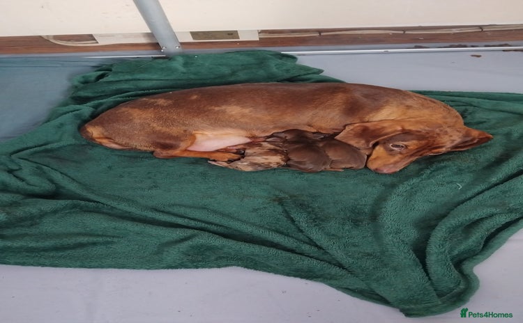 Dachshund dogs - Advert 5