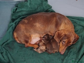 Dachshund dogs - Advert 2