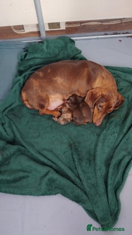 Dachshund dogs - Advert 1