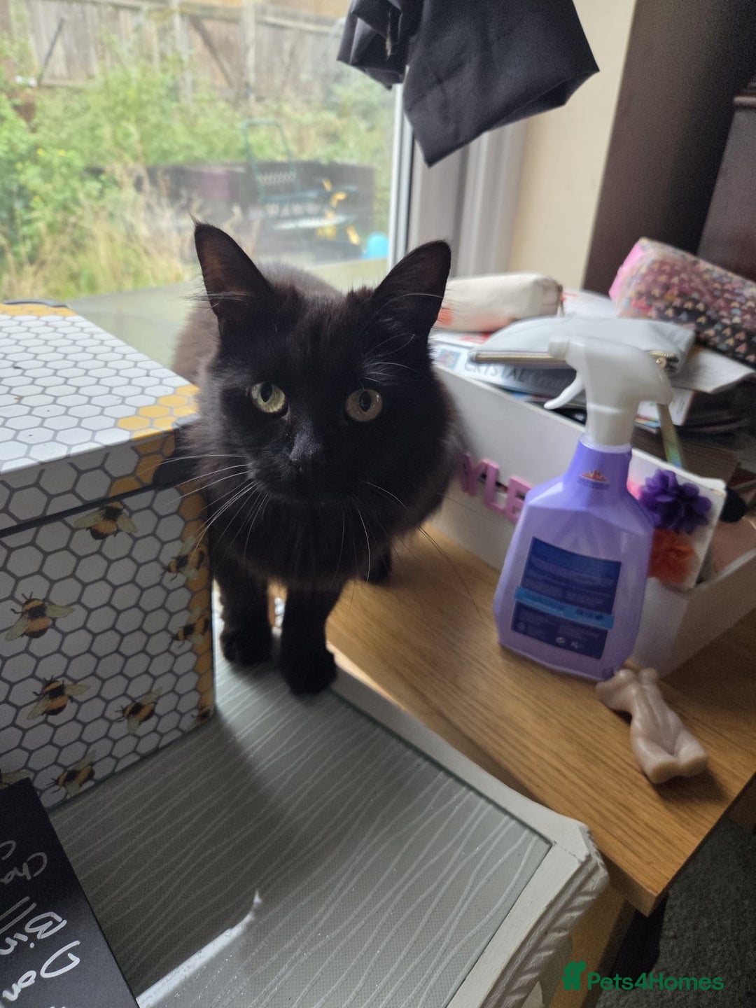 Mixed Breed cats for adoption: Fluffy black rescue cat needs her forever home - Advert 2