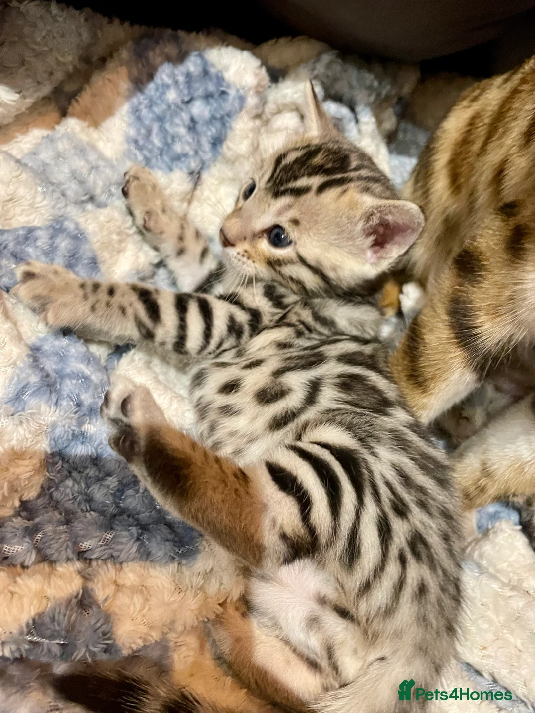 Bengal cats for sale: Pure Bengal Kittens  - Advert 31