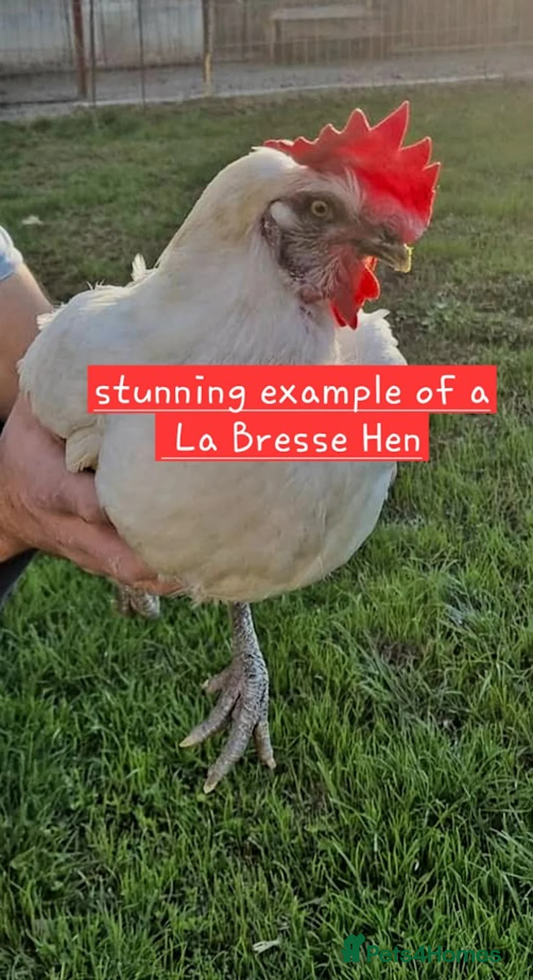 Chickens poultry for sale: La Bresse - Point of Lay hens and hatching eggs - Advert 2