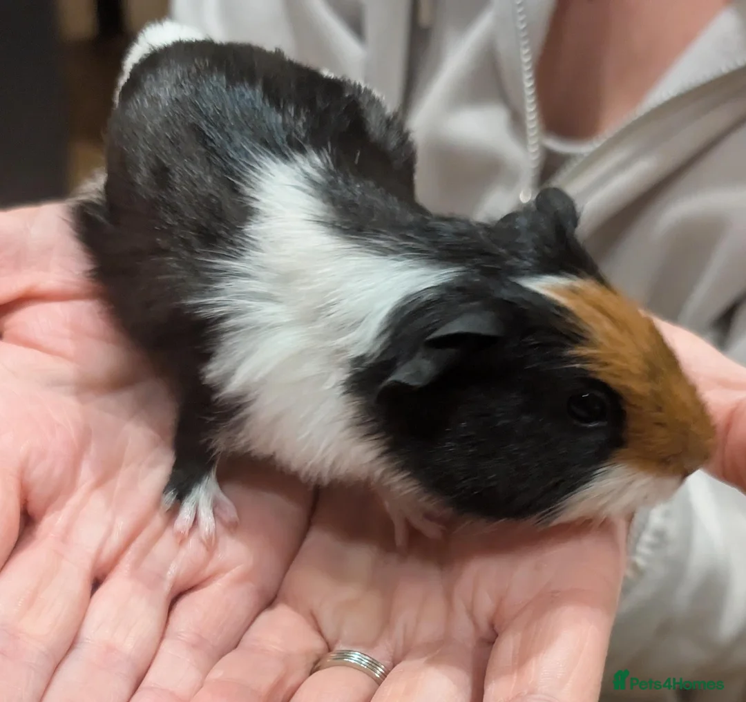 Guinea Pig rodents for sale: Male guinea pigs  - Advert 8