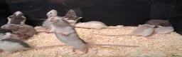 Rat rodents for sale: Baby Dumbo Rat's, various types  - Advert 28