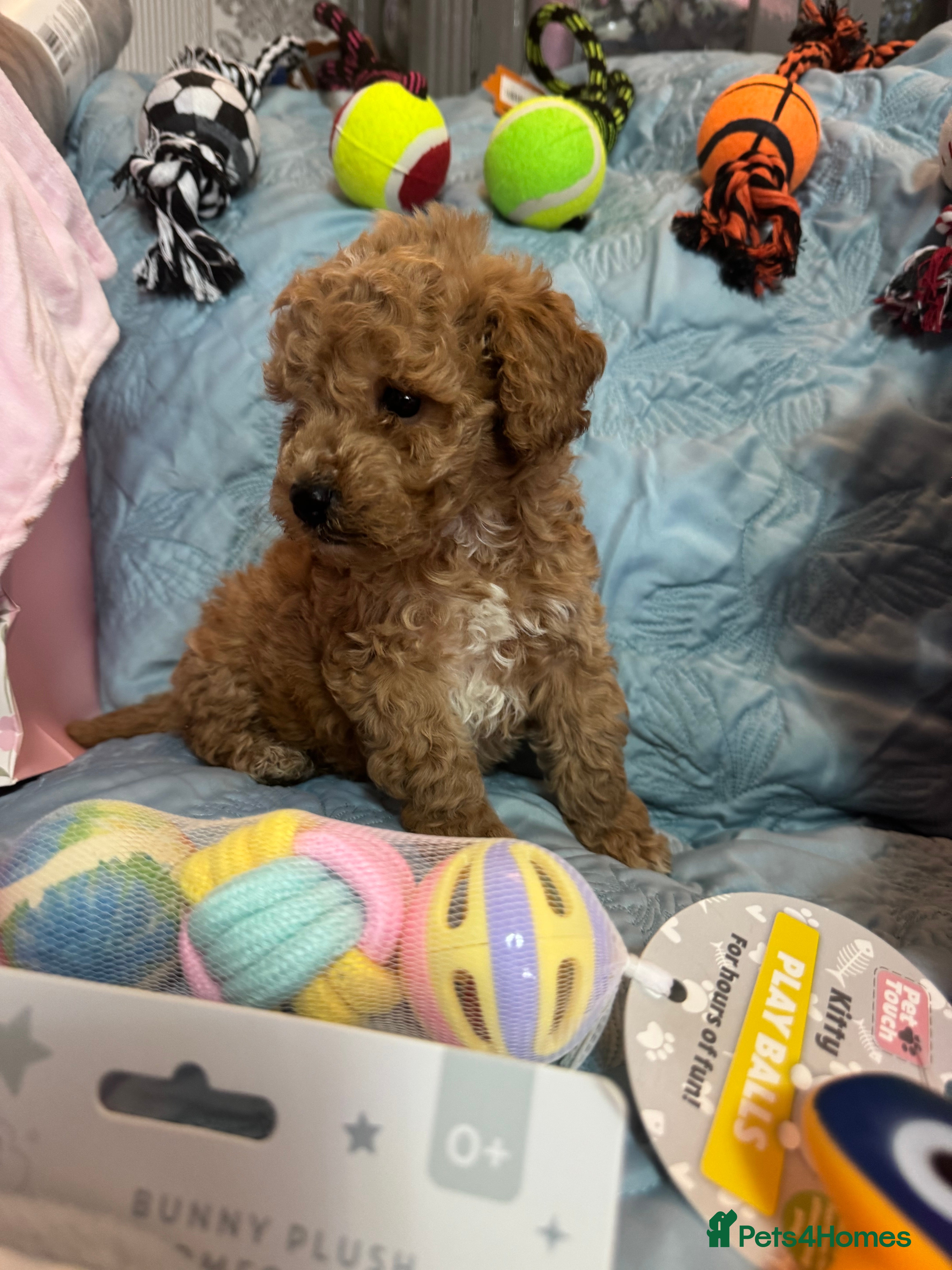 Cockapoo dogs Cockapoo puppies  - Advert 1