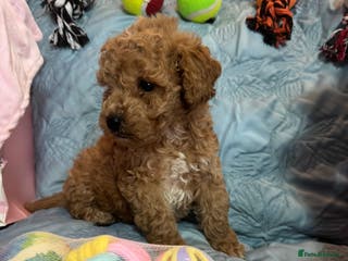 Cockapoo dogs Cockapoo puppies - Advert 1