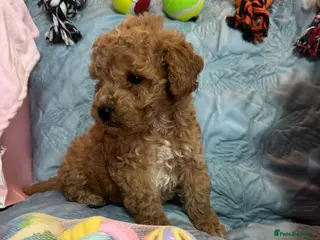 Cockapoo dogs Cockapoo puppies - Advert 6