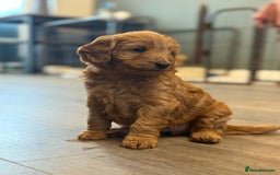 Labradoodle dogs for sale: Miniature labradoodle puppies  - Image 11