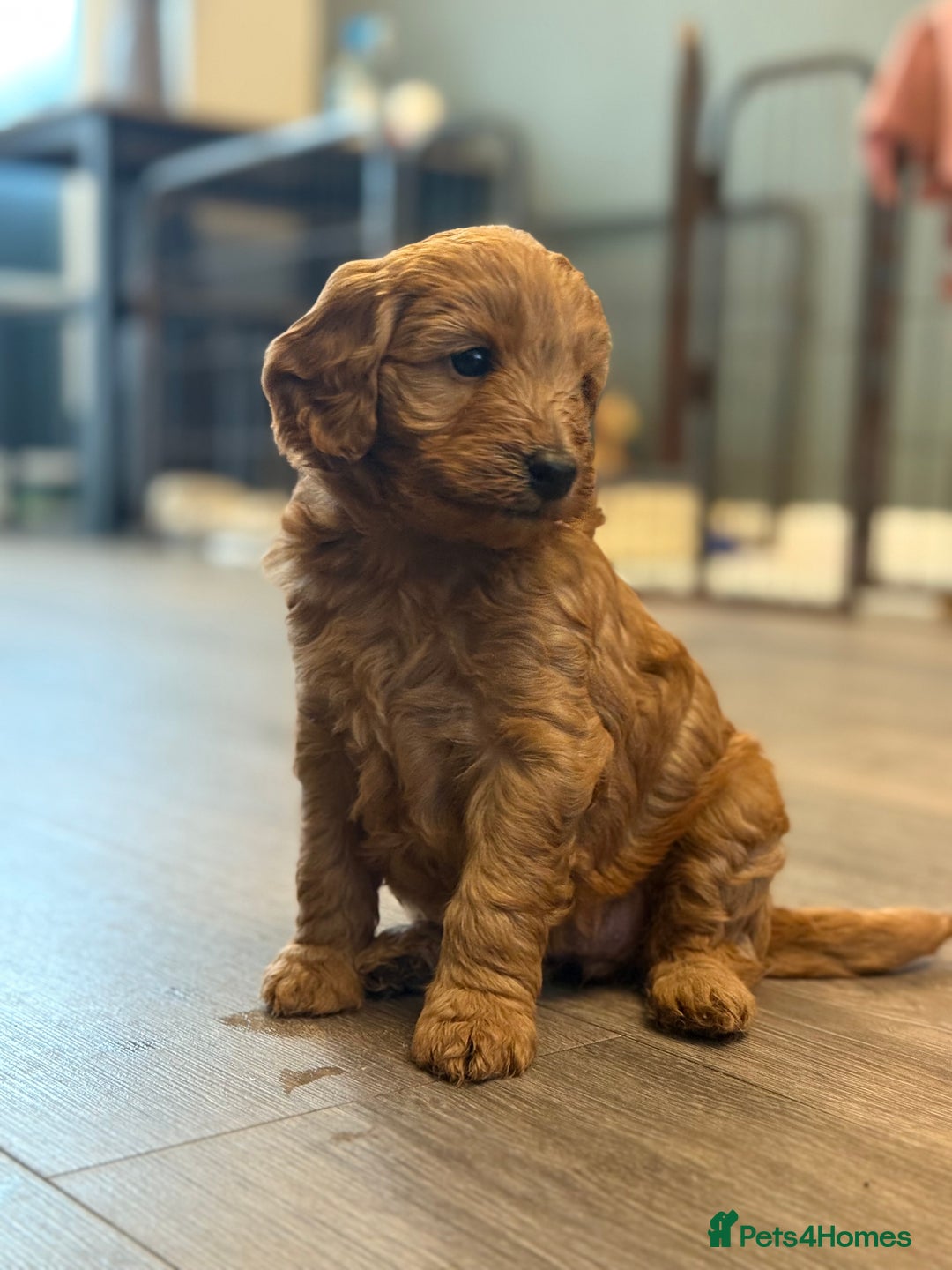 Labradoodle dogs for sale: Miniature labradoodle puppies  - Image 11