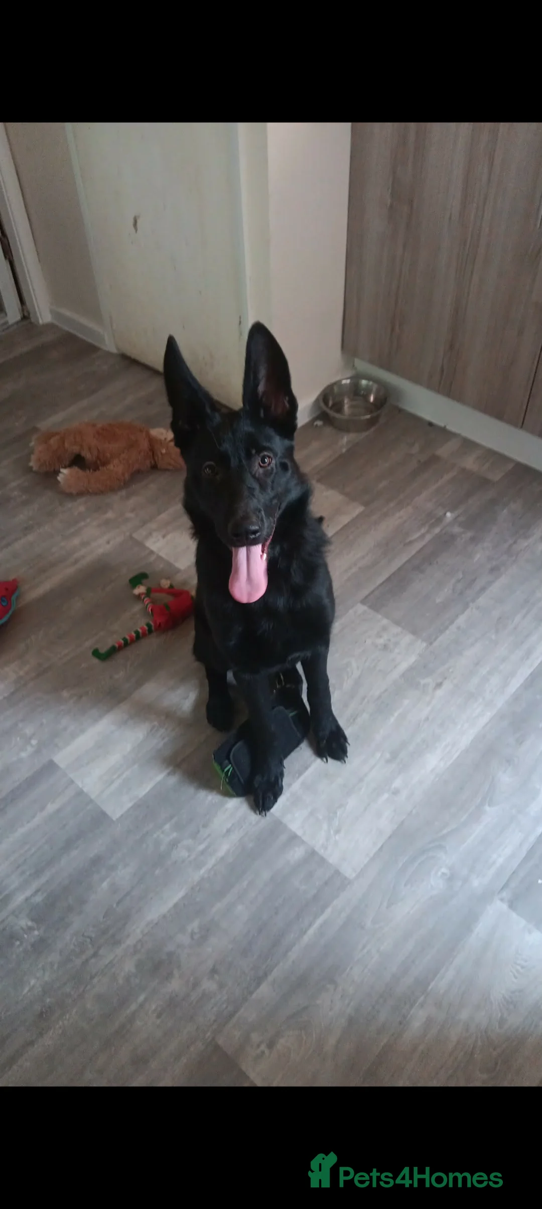 German Shepherd dogs for sale: German Shepherd  in Normanton - Advert 6