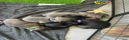 Staffordshire Bull Terrier dogs for sale: READY TO GO 08/06/26 KC REGISTERED BULLSCAFF PUPS in Walsall - Advert 25