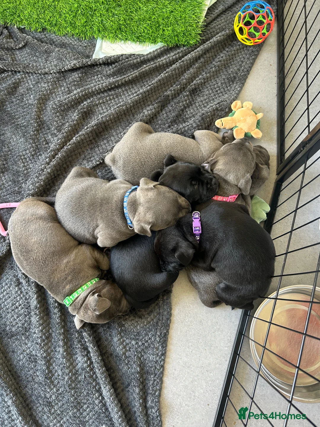 Staffordshire Bull Terrier dogs for sale: READY TO GO 08/06/26 KC REGISTERED BULLSCAFF PUPS in Walsall - Advert 25