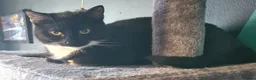 Domestic Shorthair cats for sale: 11 month old female cat looking for new home - Advert 10