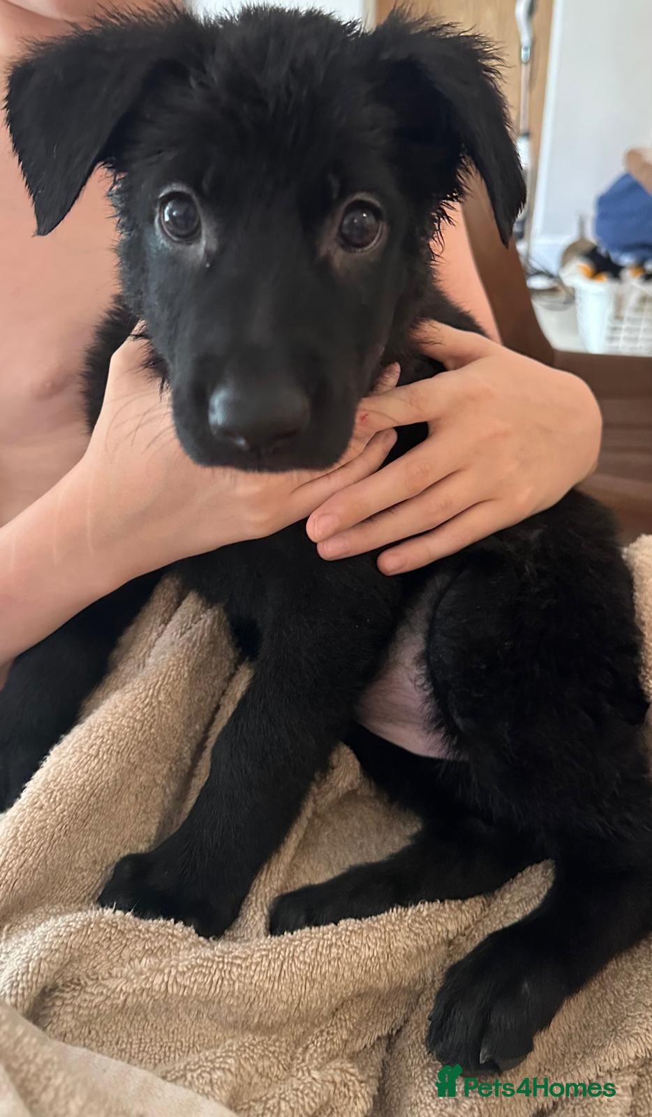 German Shepherd dogs 🌟🌟READY NOW 🌟🌟German Shepherd Pups - Advert 13