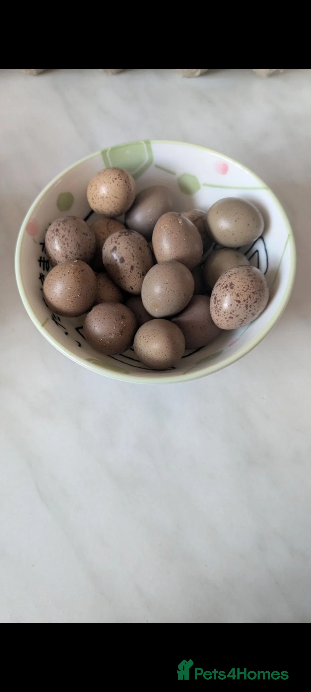Quail poultry for sale: coturnix & button quail fertile hatching eggs  in Fleet - Advert 2