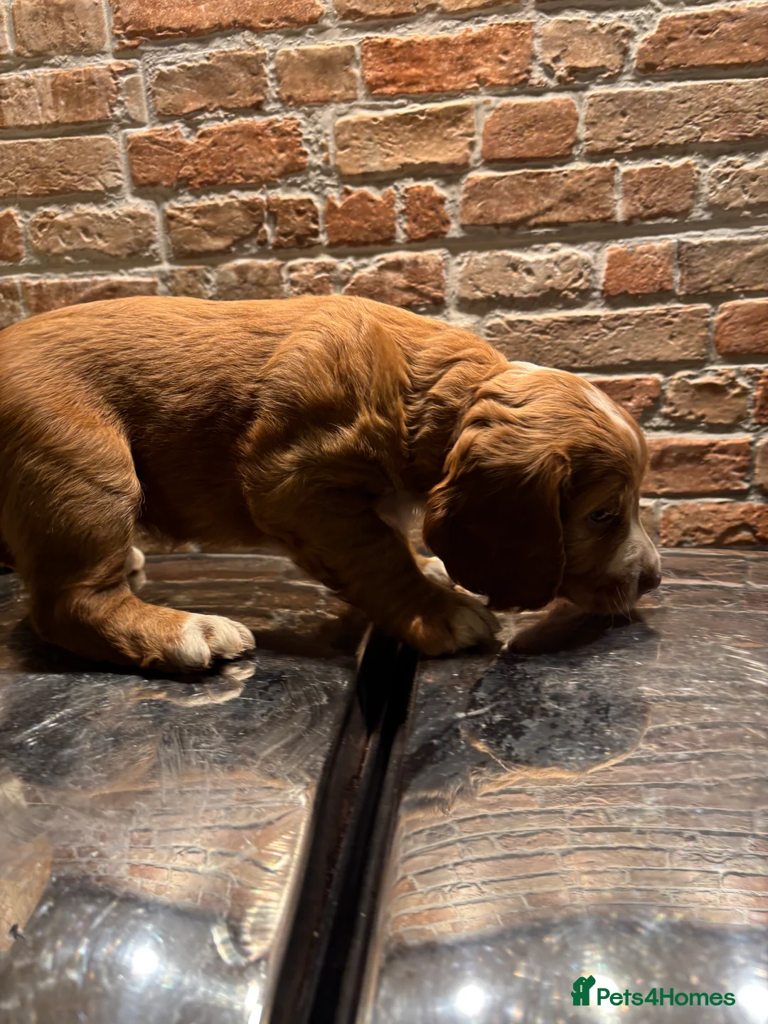 Cocker Spaniel dogs for sale: KC registered Cocker spaniel  - Advert 5