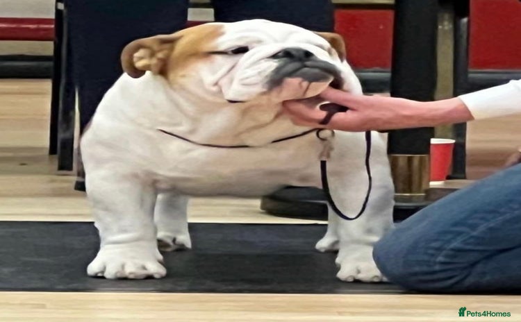 English Bulldog dogs - Advert 1