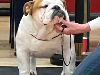 English Bulldog dogs - Advert 8