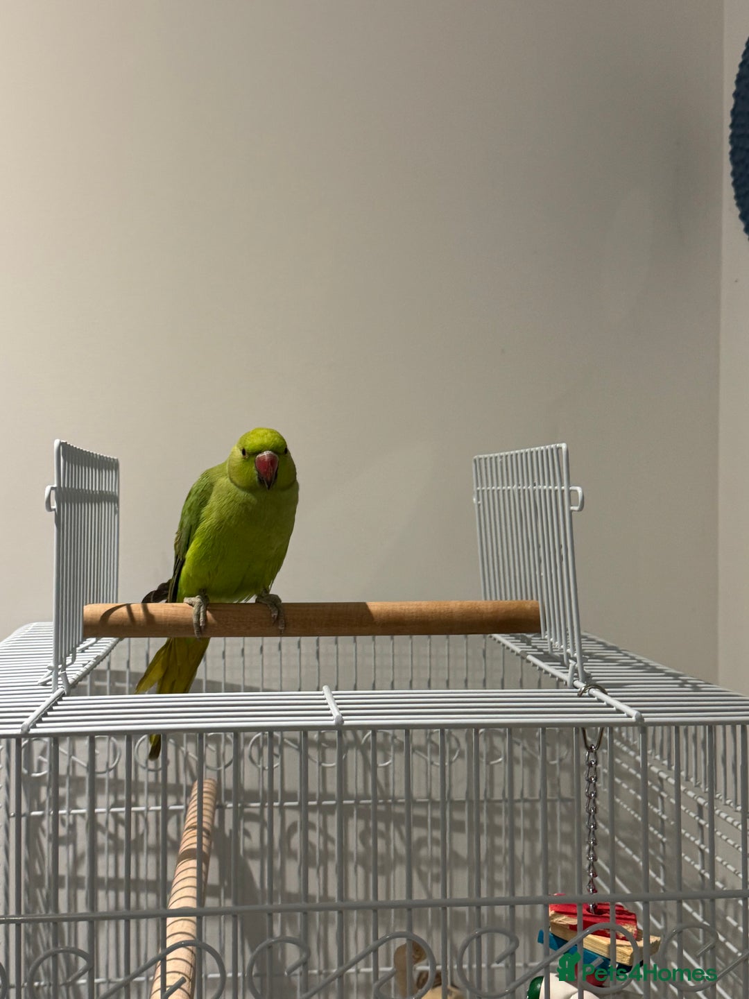 Ringnecks birds for sale: Young Green Ringneck Parakeet  - Advert 1