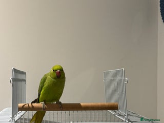 Ringnecks birds Young Green Ringneck Parakeet - Advert 2