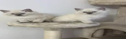 Ragdoll cats for sale: Ragdoll kittens for sale  - Advert 3