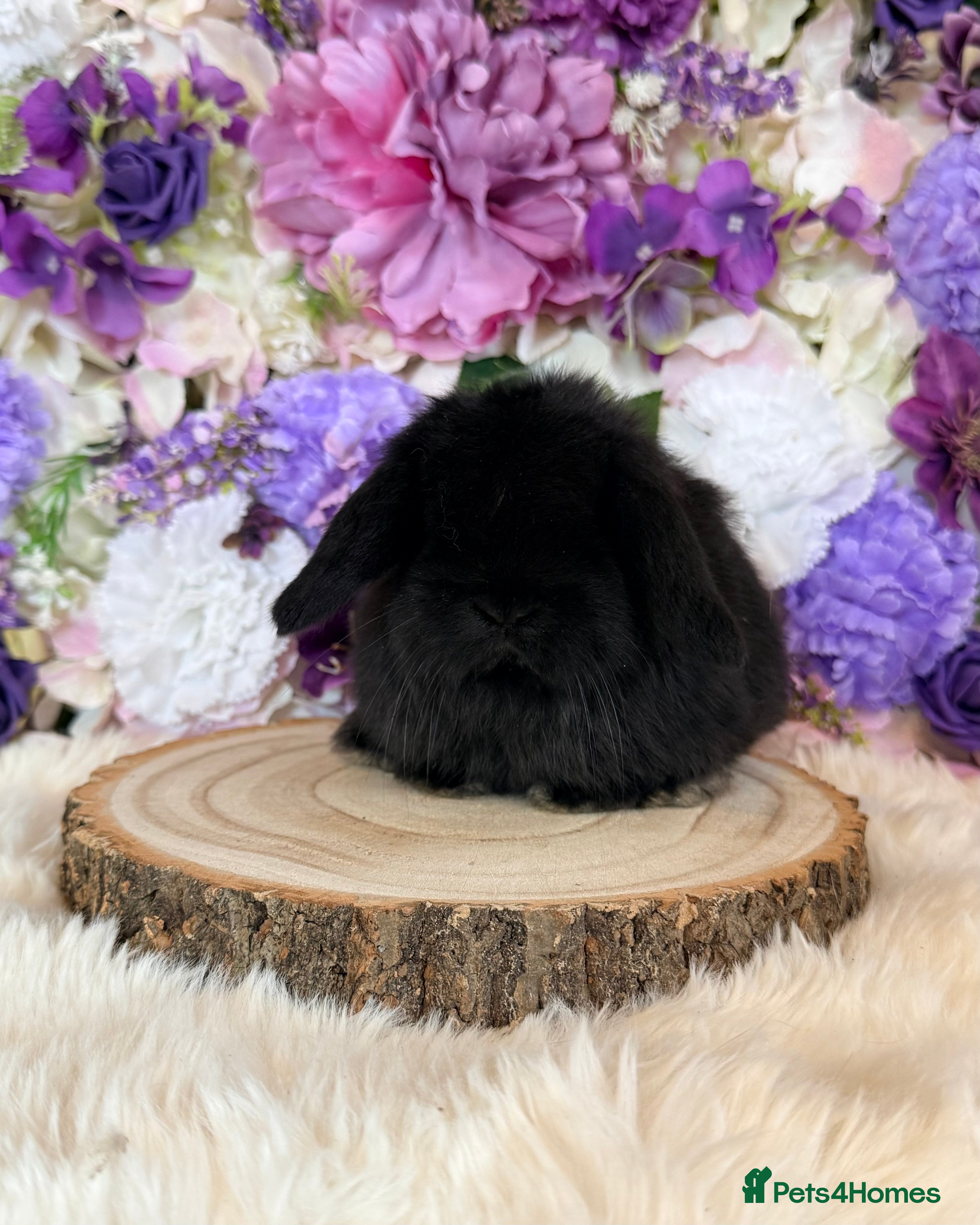 Mini Lop rabbits 💜 Mini Lop Bunnies 💜 xxx - Advert 3