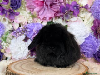 Mini Lop rabbits 💜 Mini Lop Bunnies 💜 xxx - Advert 11