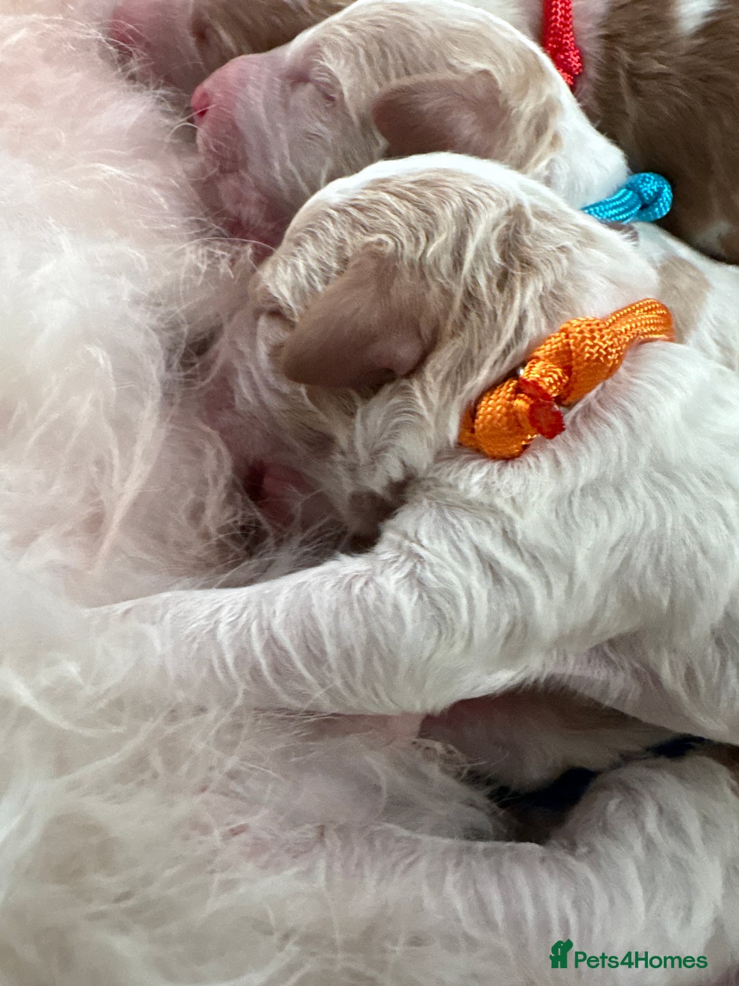 Double Doodle dogs for sale: Parti Double Doodles 🐾  - Image 12