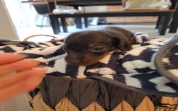 Miniature Dachshund dogs for sale: Miniature smooth hair dachshunds - Image 2