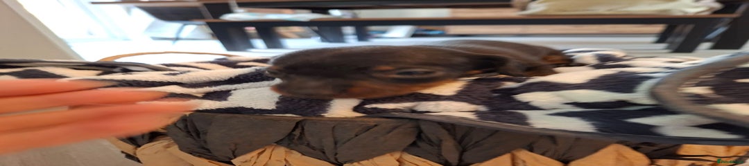 Miniature Dachshund Puppy 1 black /tan male